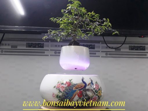 BONSAI BAY PHONG THỦY TÀI LỘC HẠNH PHÚC