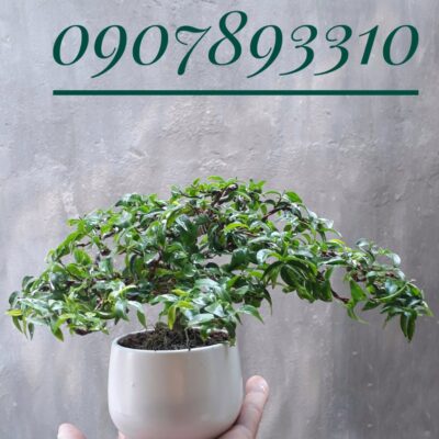 mai-chieu-thuy-mini mau Mai chiếu thủy mini để bàn