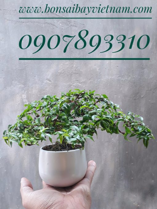 Mai chiếu thủy mini để bàn