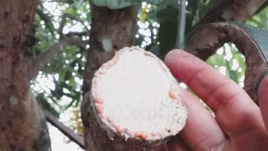 tự làm keo liền sẹo cây cảnh bonsai